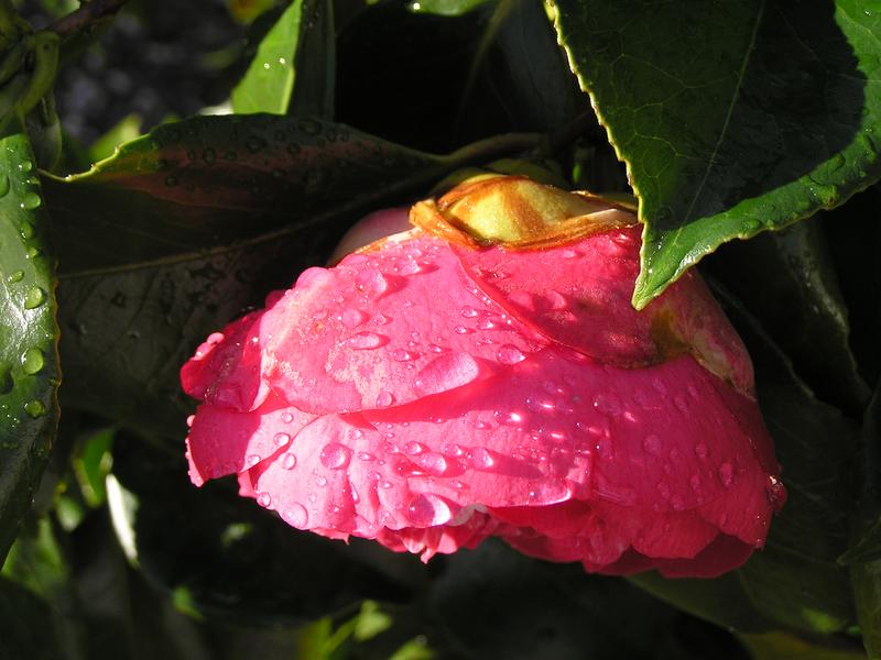 camellia2