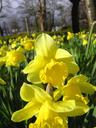 daffodil photo